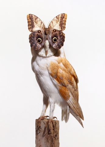 Nancy Fouts Owl Butterfly Taxidermy